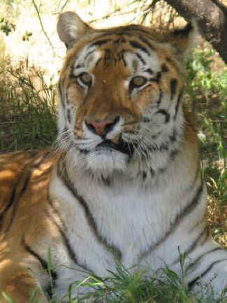 Rex rescued tiger