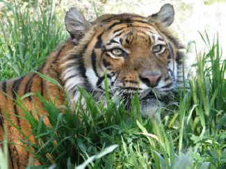 Sunita rescued tiger