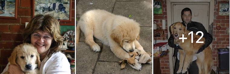 Dog Leo