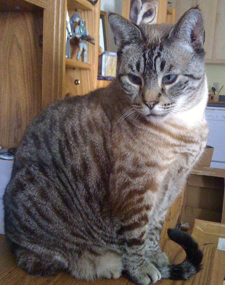 Mouse the Cat