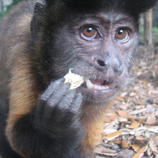 Monkey Scooter