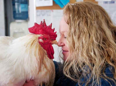 rooster-Castkill-rehab-cockfight
