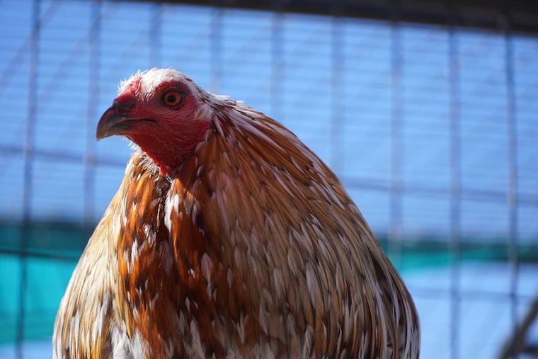Moon the Rooster