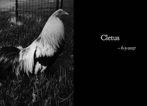 Rooster Cletus