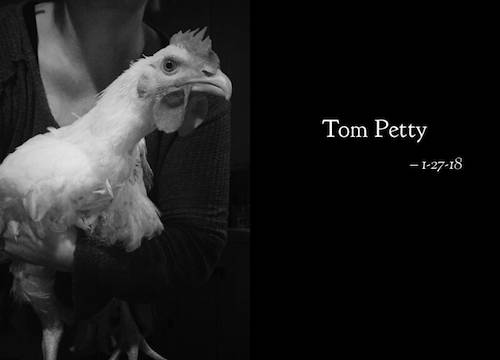 Rooster Tom Petty