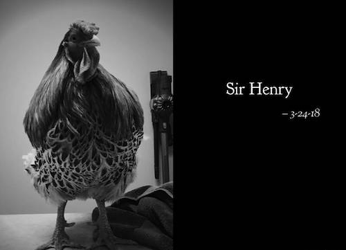 Rooster Sir Henry