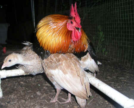 Leilanie Farm Sanctuary blind rooster pullets