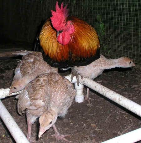 Leilani Farm Sanctuary blind rooster pullets