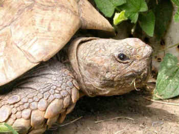 Rosie tortoise