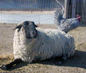 Rowdy sheep 4-H 4H Peaceful Prairie