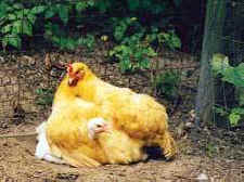 chicken hen wings chick