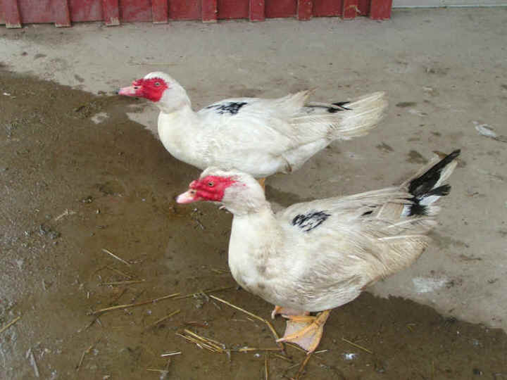 a-ruth-2ducks