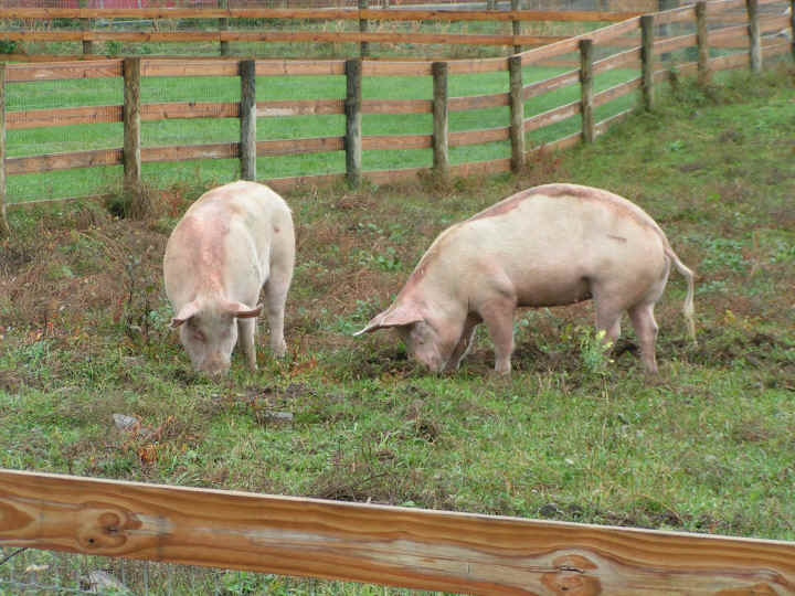 a-ruth-2pigs