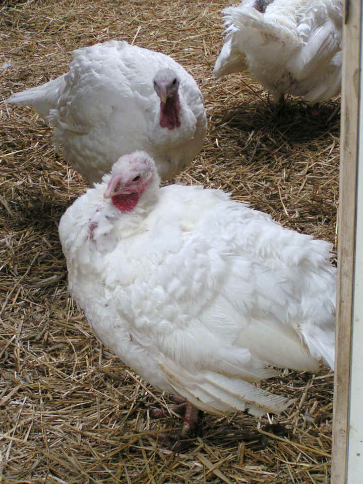 a-ruth-3turkeys