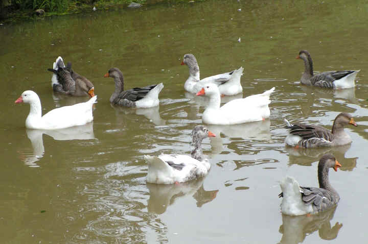 a-ruth-9ducks