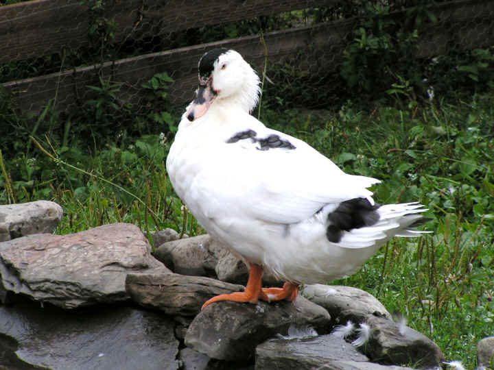 a-ruth-duck