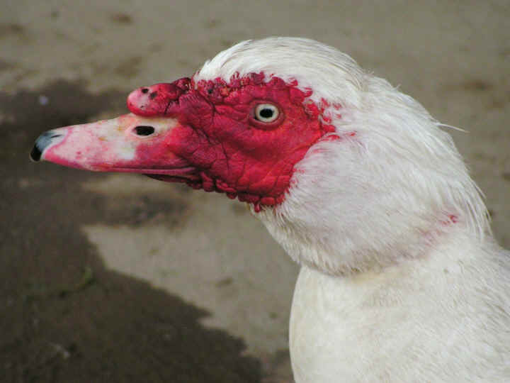 a-ruth-duckface