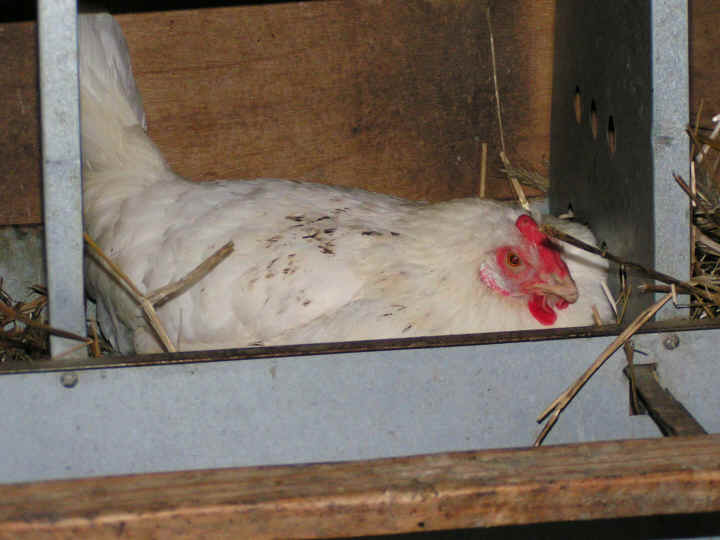 a-ruth-hen