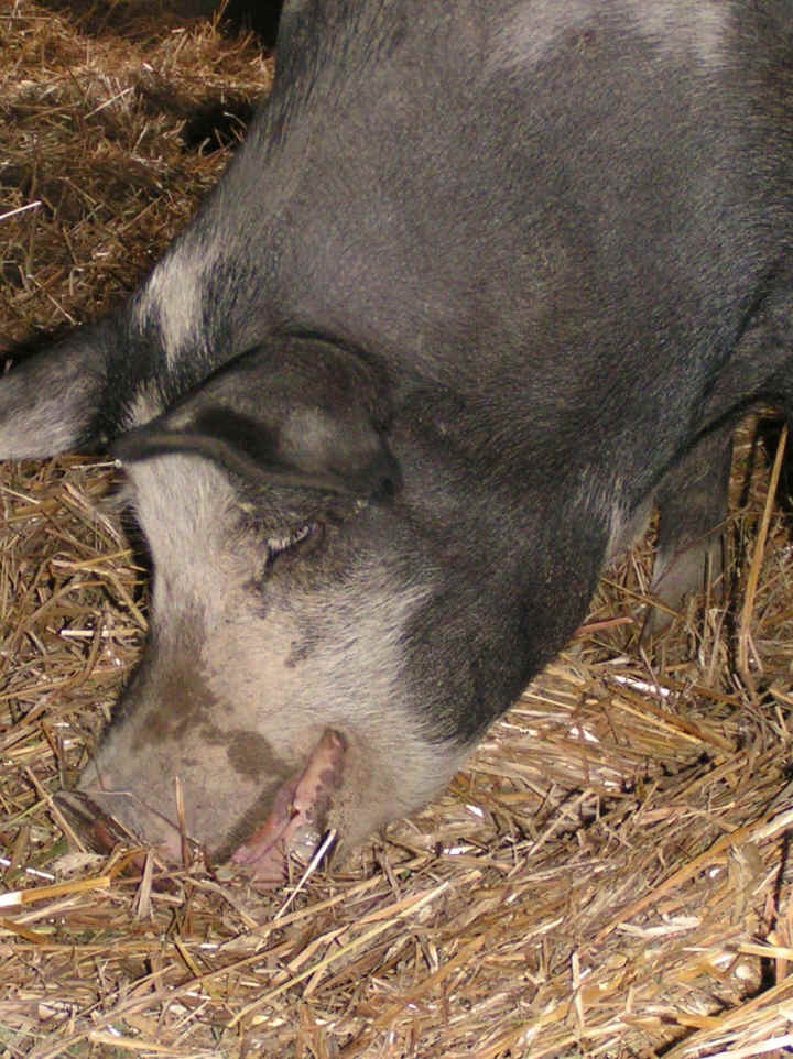 a-ruth-pig-dark