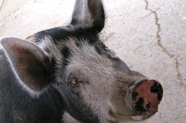 a-ruth-pig