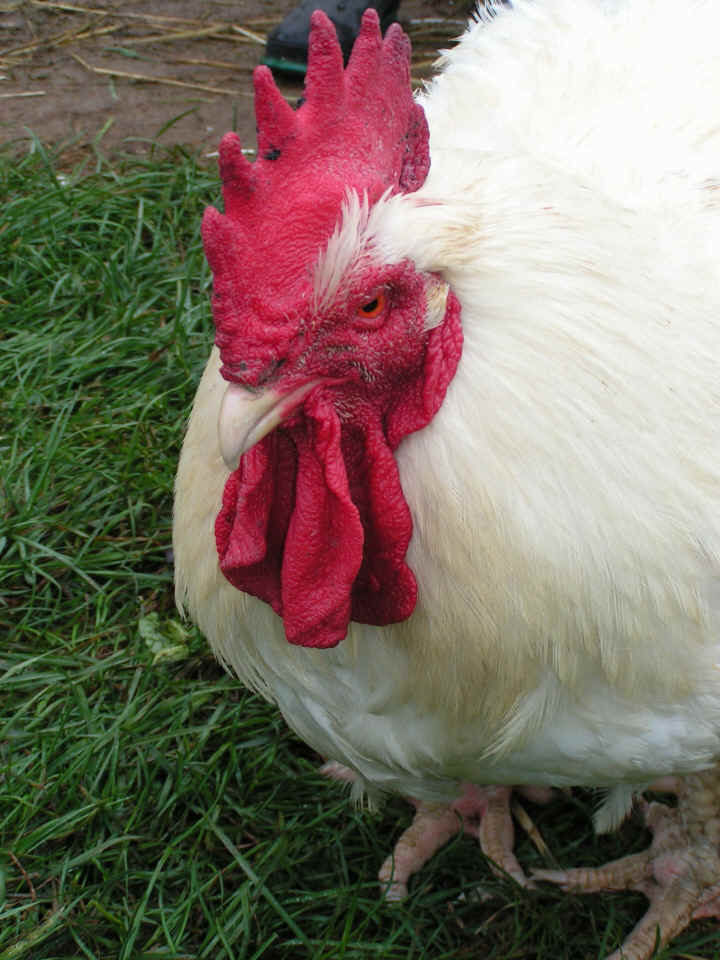 a-ruth-rooster