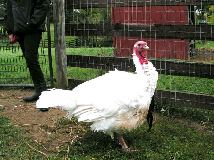 a-ruth-turkey