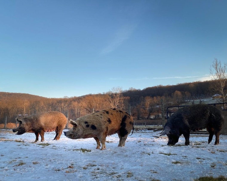 rescued Pigs