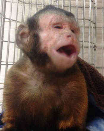 Sammy Jungle Friends