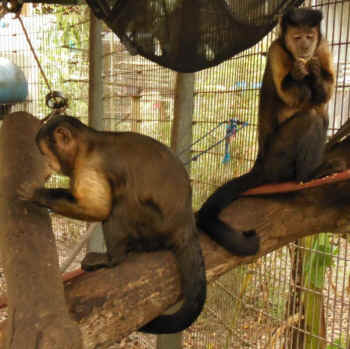 Sammy Jungle Friends