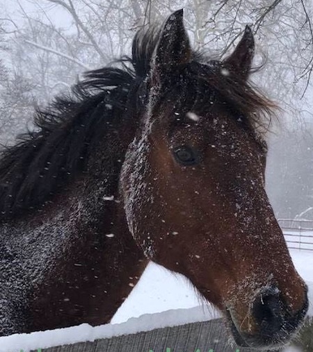 Horse Saucon