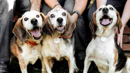 rescued beagles