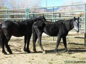 stallion wild horse rescue