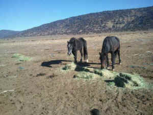 stallion wild horse rescue