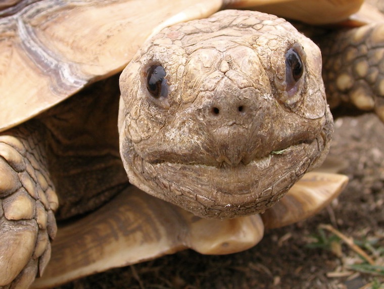 Tortoise