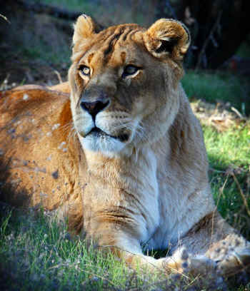 Sheba lion