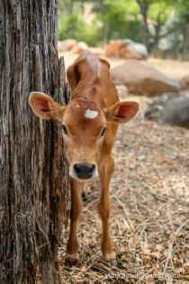 Shelby rescued calf