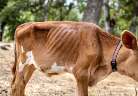 Shelby rescued calf