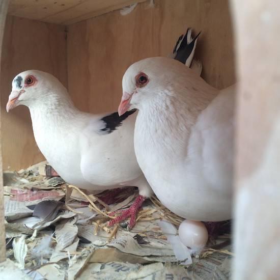 married pigeons