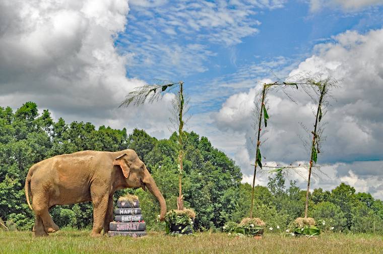 Elephant Shirley