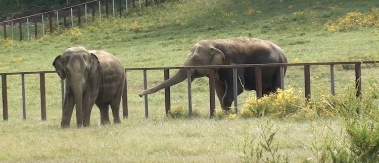 elephants Sissy and Minnie