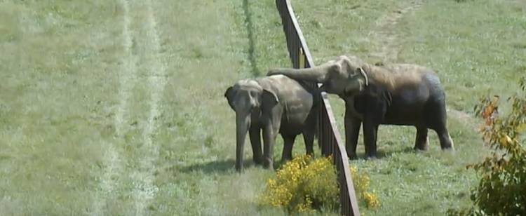 elephants Sissy and Minnie