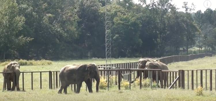 elephants Sissy Minnie Debbie Ronnie