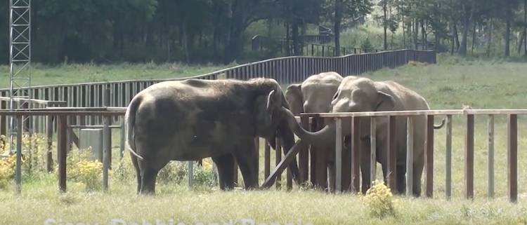 elephants Sissy Debbie Ronnie
