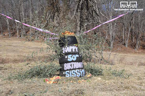 Elephant birthday feast