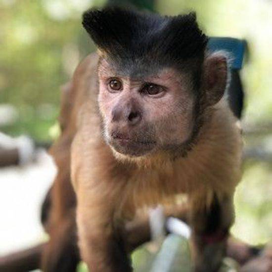Monkey Draven
