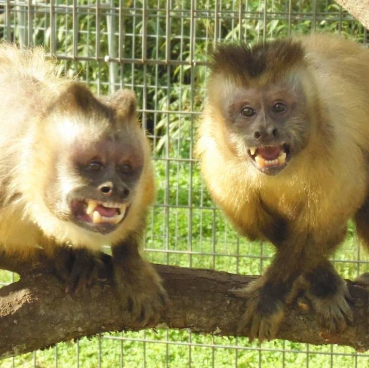 capuchin monkeys