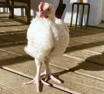 Rooster Juan