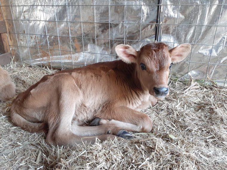 Calf Spirit