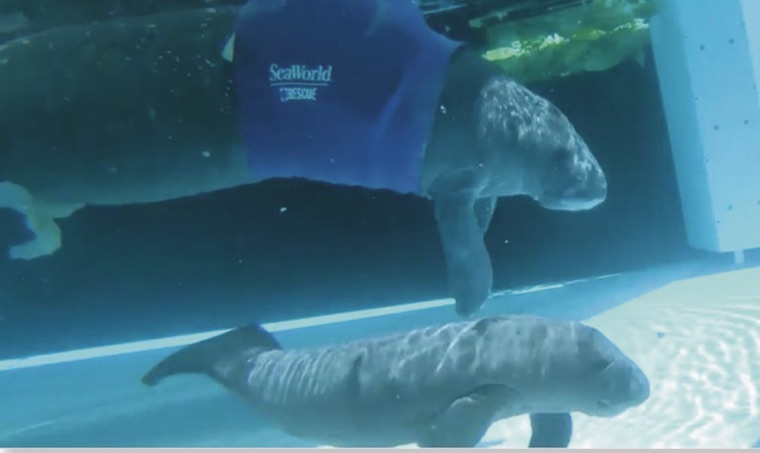 Manatee and Calf