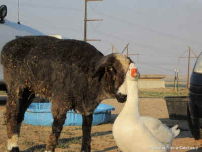 Sven goose rescue Peaceful Prairie